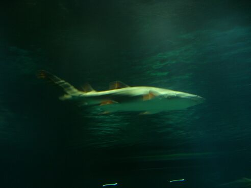 Click to See Next Image